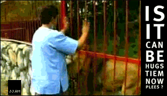 lion hug Pictures, Images and Photos