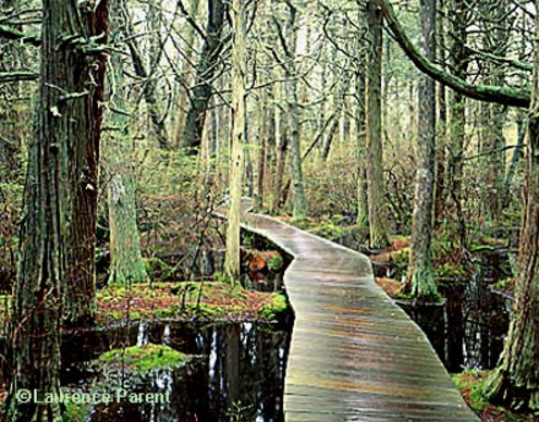 photo white-cedar-swam4_zpslerooymj.png