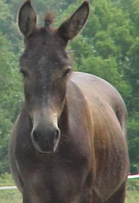 2 broke ribs - Equine