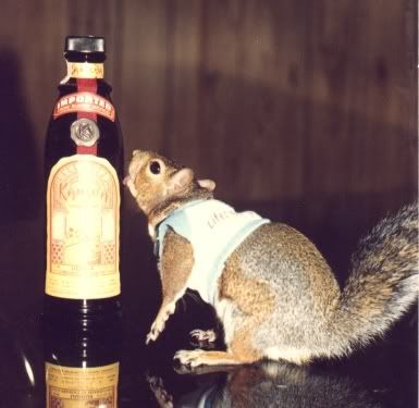 Squirrels - do you like them or hate them? - Homesteading Questions