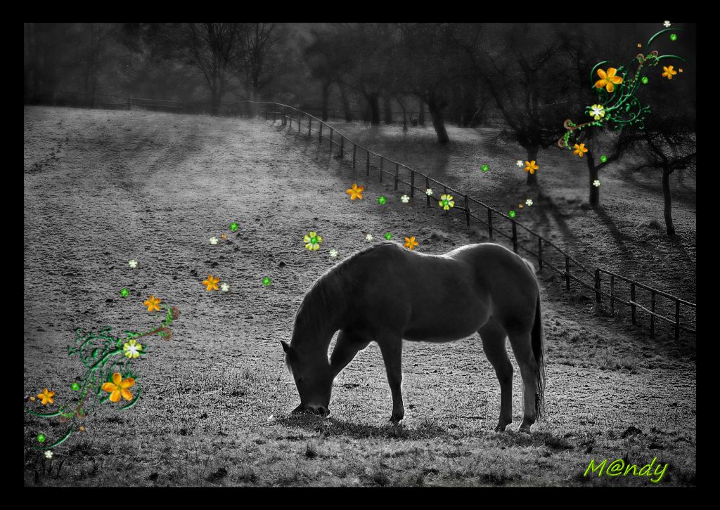 paard zw wt en bloemen photo zwartwitpaardmetfleurigebloem_zps77aa6fc9.jpg