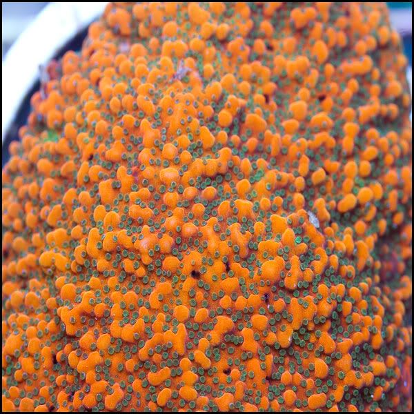 22 - Some UBER hot corals...