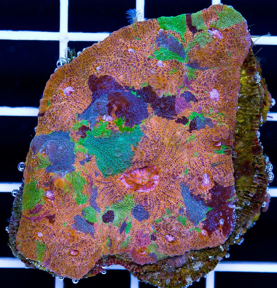 A new coral 2 - Cherry Corals Open 7-14 New Eye Candy!