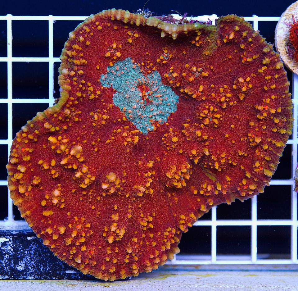 A new coral 1 5 - Cherry Corals Open 7-14 New Eye Candy!