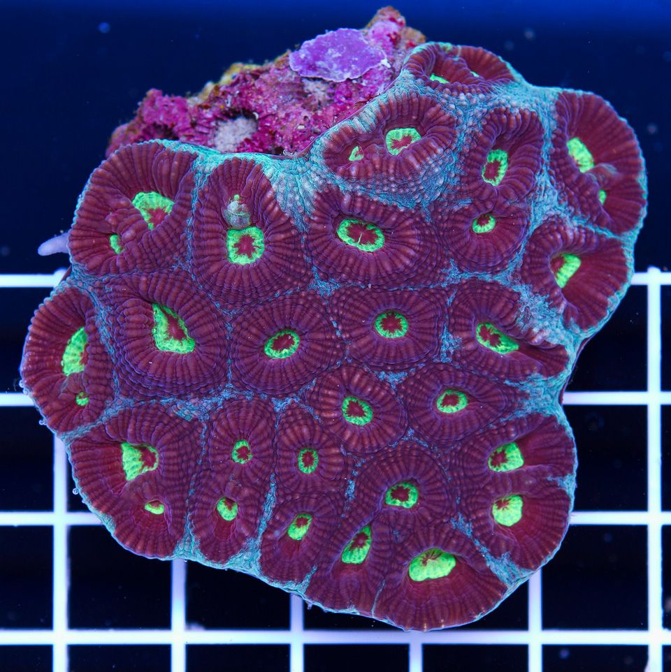 A new coral 10 2 - Cherry Corals Open 7-14 New Eye Candy!