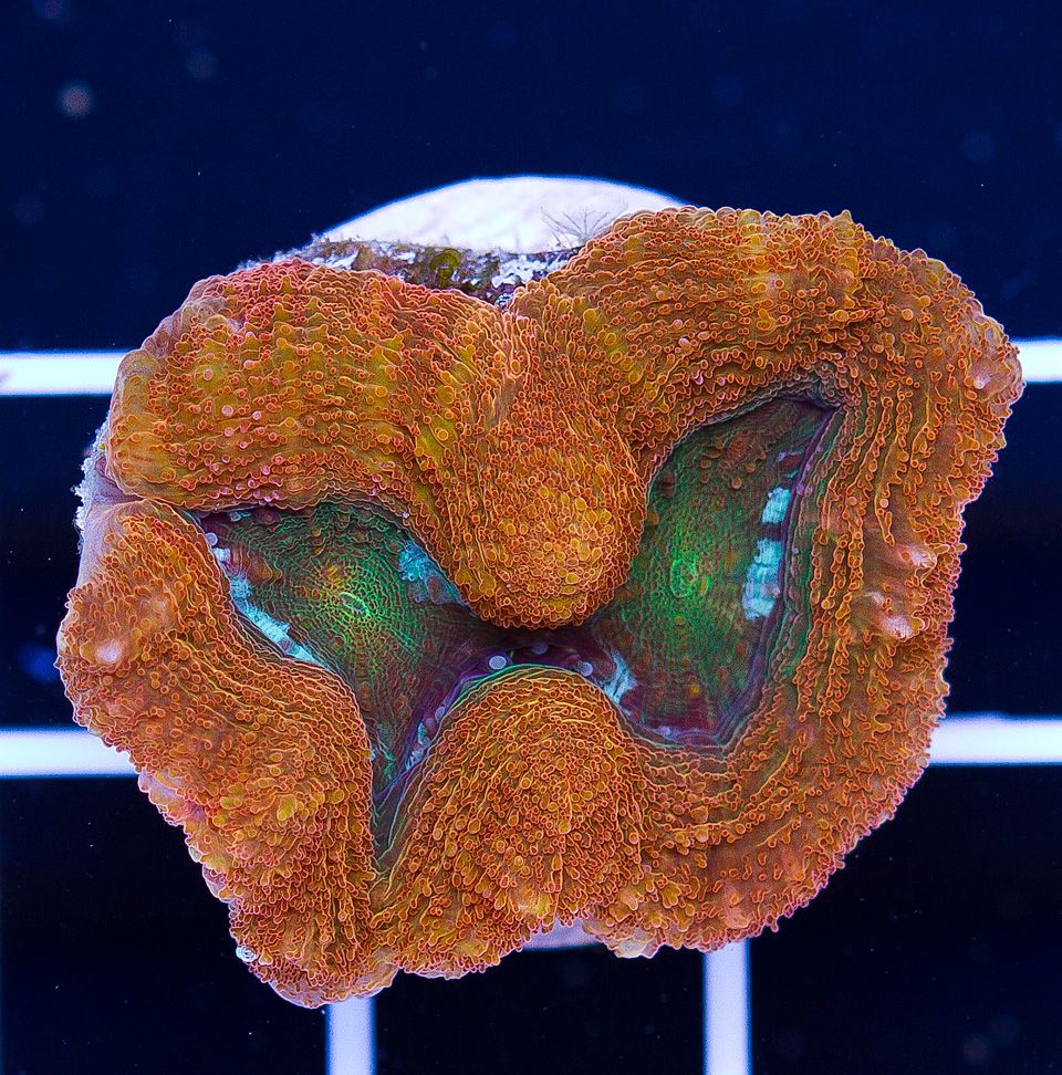 A new coral 11 2 - Cherry Corals Open 7-14 New Eye Candy!