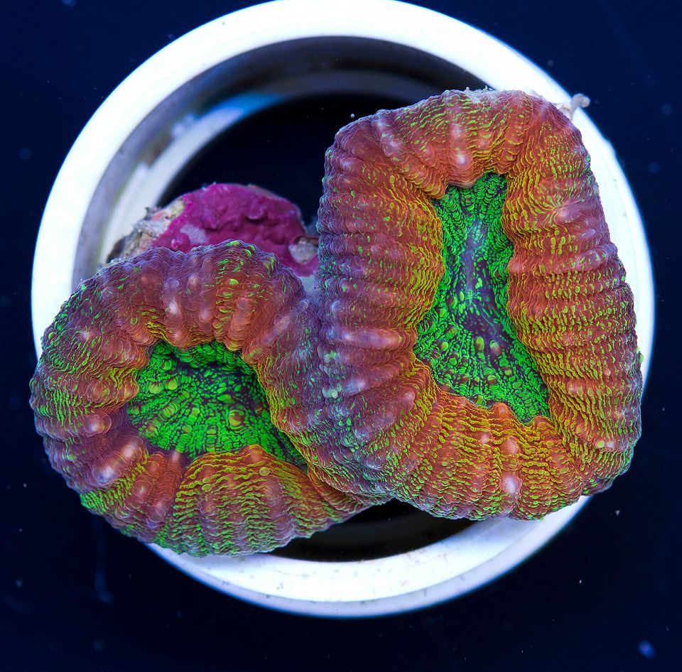 A new coral 12 3 - Cherry Corals Open 7-14 New Eye Candy!