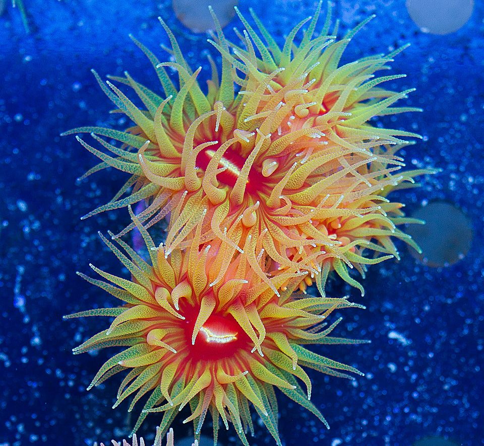 A new coral 16 2 - Cherry Corals Open 7-14 New Eye Candy!