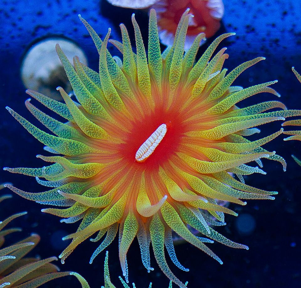 A new coral 20 1 - Cherry Corals Open 7-14 New Eye Candy!