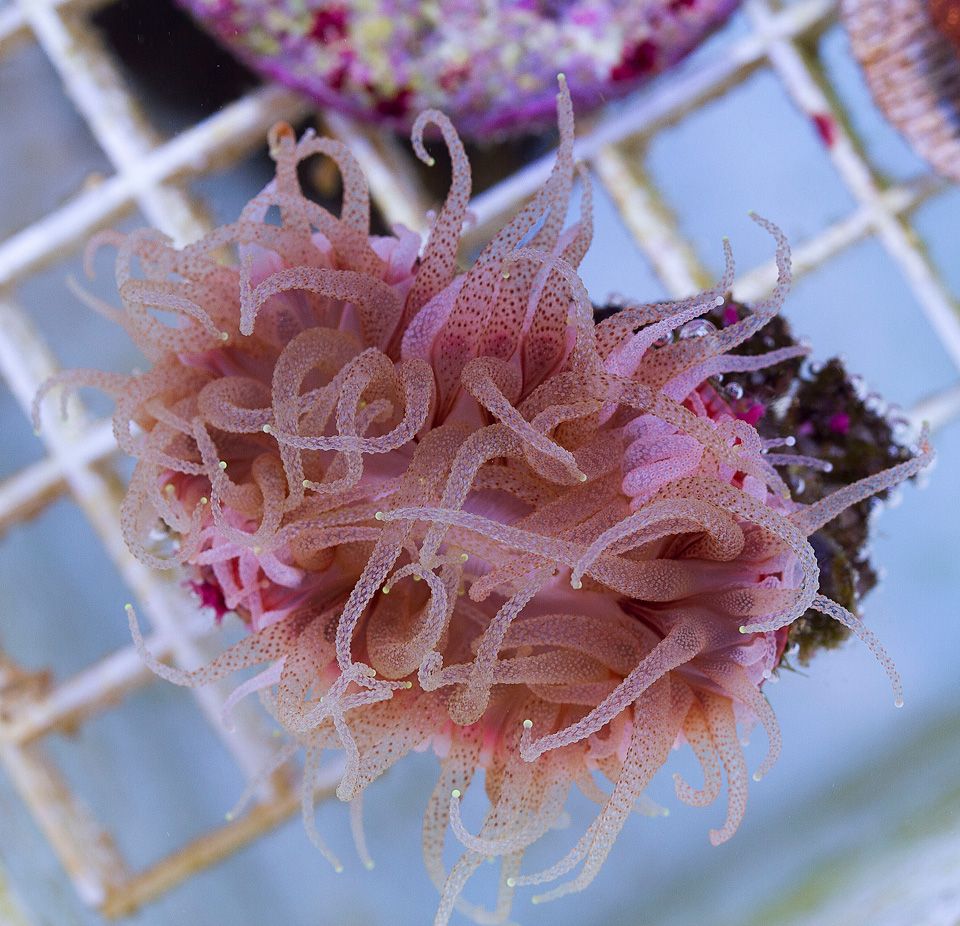A new coral 27 2 - Cherry Corals Open 7-14 New Eye Candy!