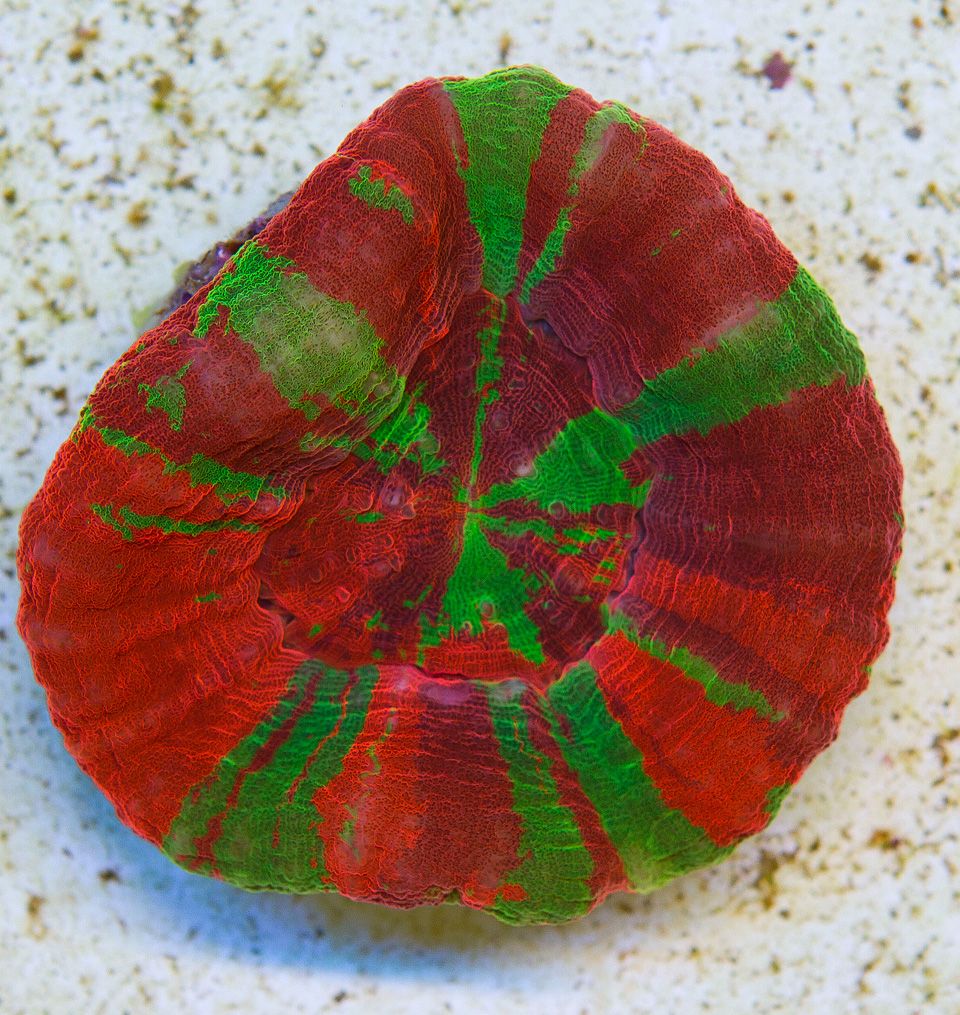 A new coral 28 1 - Cherry Corals Open 7-14 New Eye Candy!