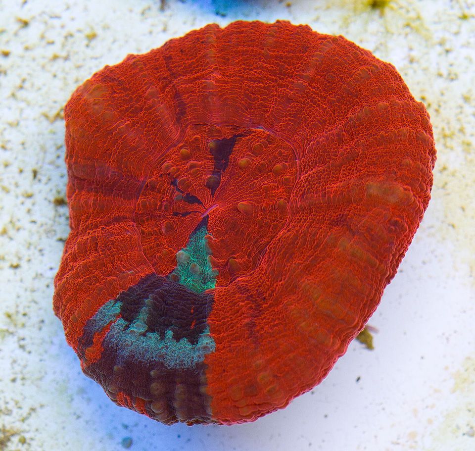A new coral 29 - Cherry Corals Open 7-14 New Eye Candy!