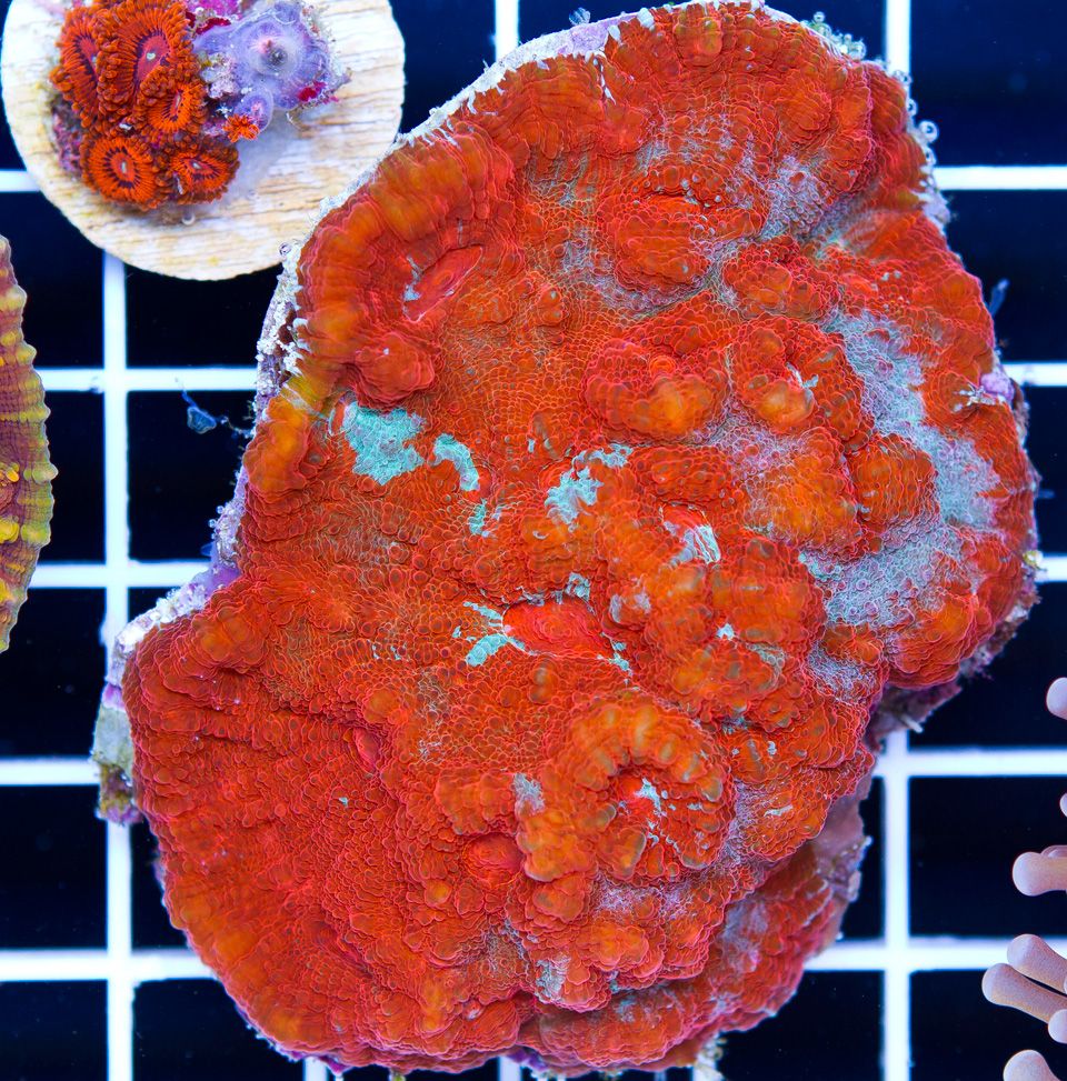 A new coral 3 1 - Cherry Corals Open 7-14 New Eye Candy!
