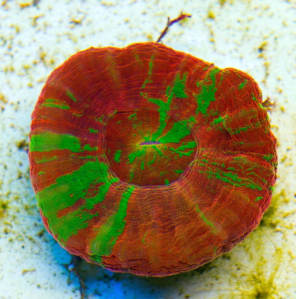 A new coral 30 1 - Cherry Corals Open 7-14 New Eye Candy!