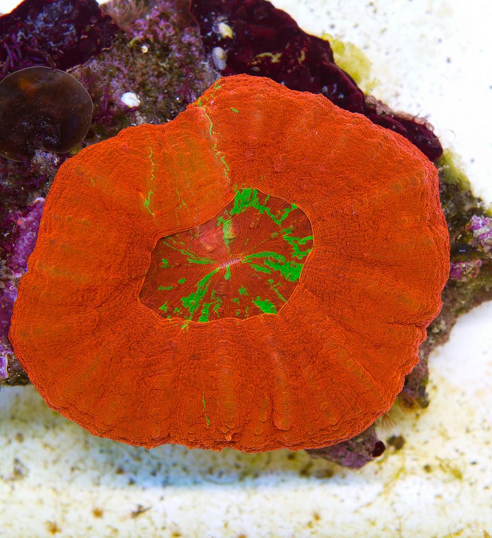 A new coral 32 - Cherry Corals Open 7-14 New Eye Candy!