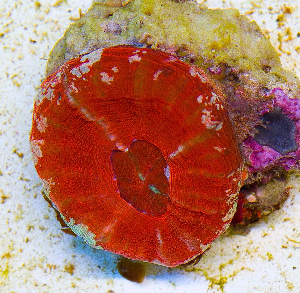 A new coral 33 - Cherry Corals Open 7-14 New Eye Candy!