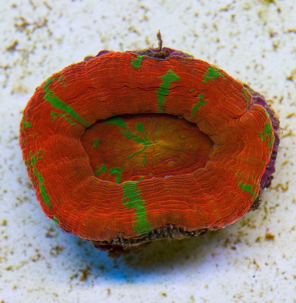 A new coral 34 - Cherry Corals Open 7-14 New Eye Candy!