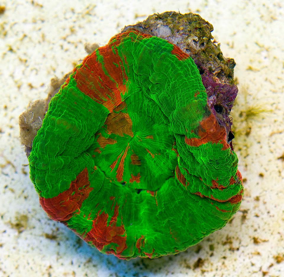 A new coral 35 - Cherry Corals Open 7-14 New Eye Candy!