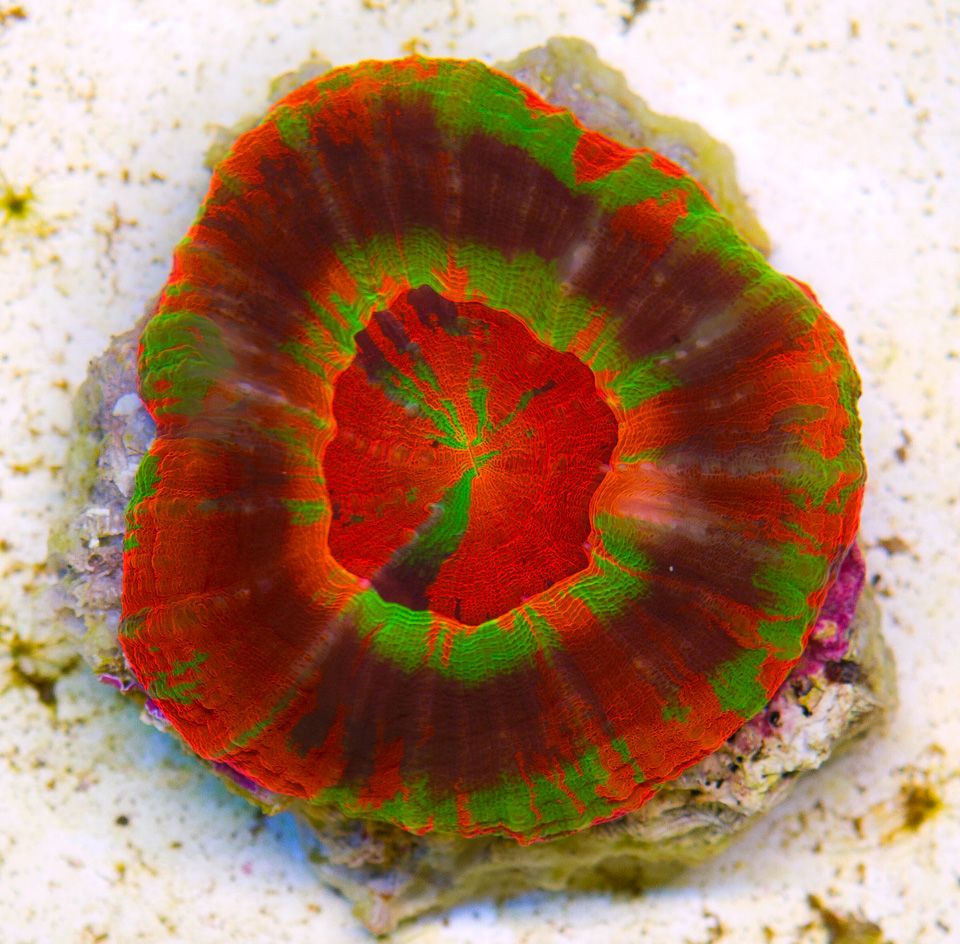 A new coral 36 - Cherry Corals Open 7-14 New Eye Candy!