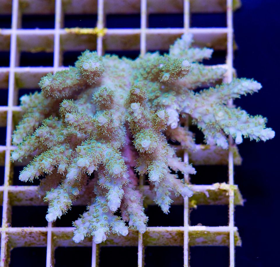 A new coral 4 1 - If you've got the PAR we got the hot ACROS and CLAMS!