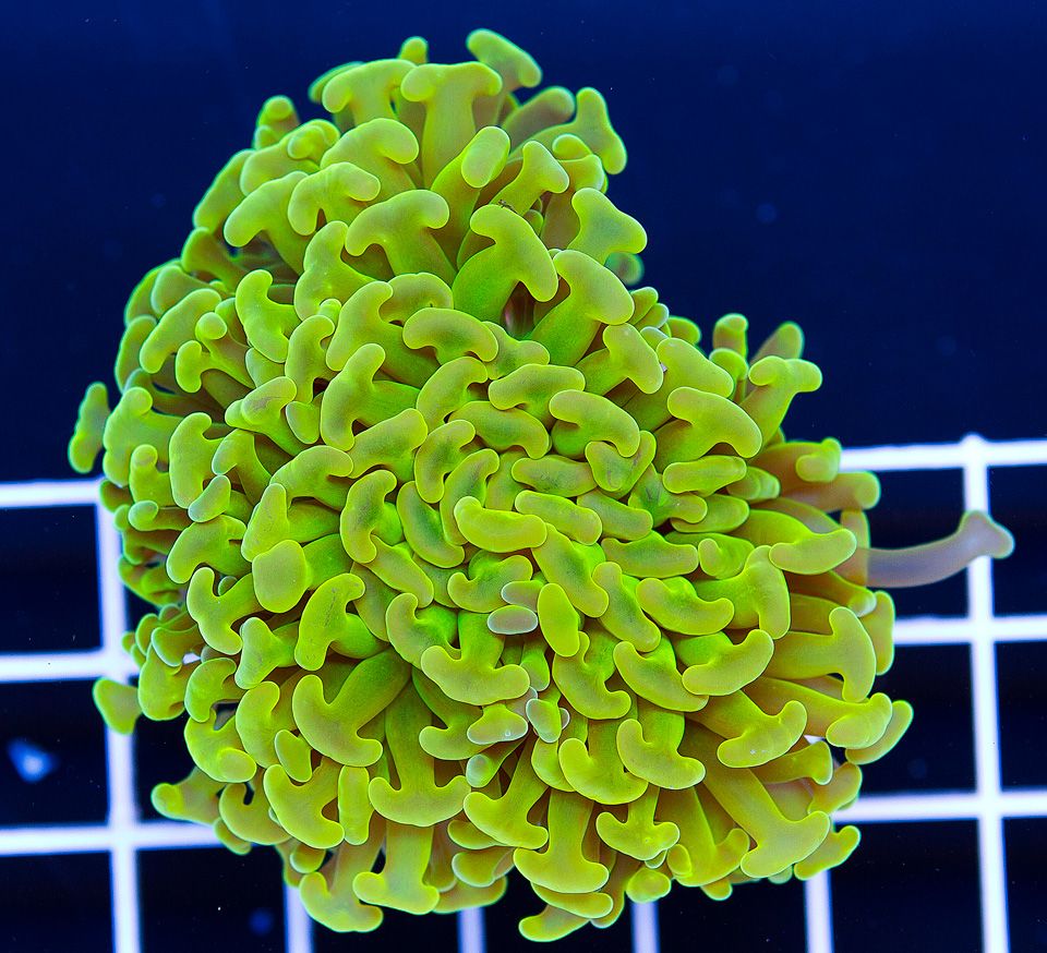 A new coral 6 1 - Cherry Corals Open 7-14 New Eye Candy!