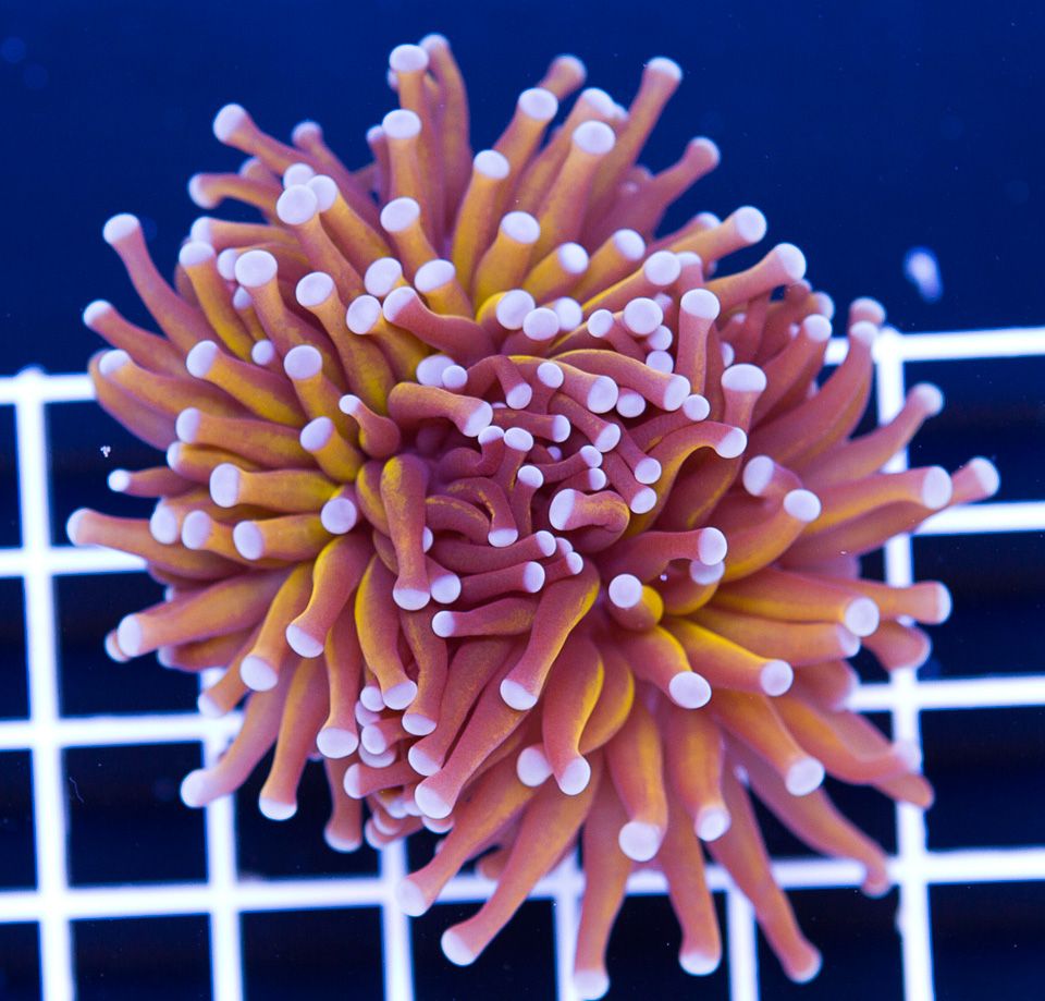 A new coral 7 1 - Cherry Corals Open 7-14 New Eye Candy!