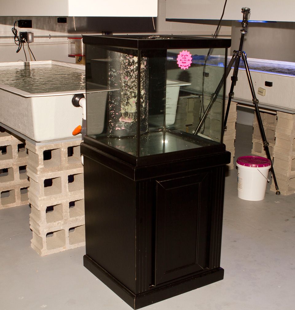 A new coral 78 - Used Items for sale at Cherry Corals!