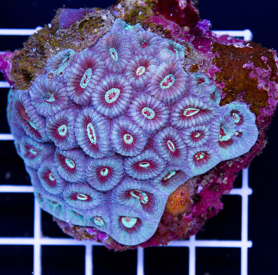 A new coral 9 1 - Cherry Corals Open 7-14 New Eye Candy!