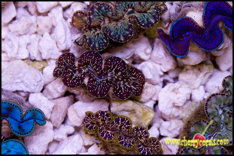 ANewCoral 18 - Cherry Corals at Cranbrook