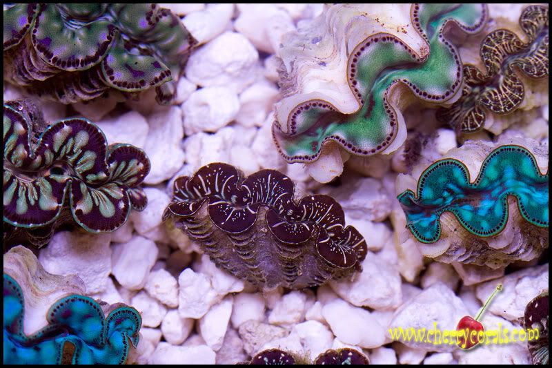ANewCoral 30 - Cherry Corals at Cranbrook