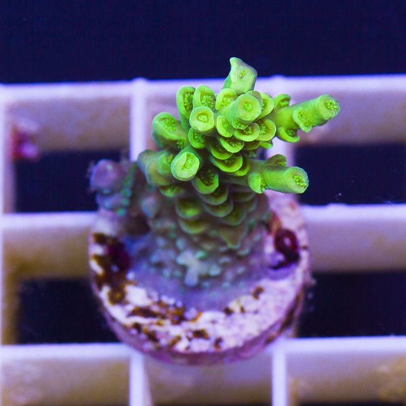 acropupdate126b - Sticks and Shrooms from Cherry Corals!