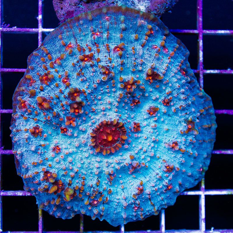 acropupdate133 - Did you know you can visit cherry corals?