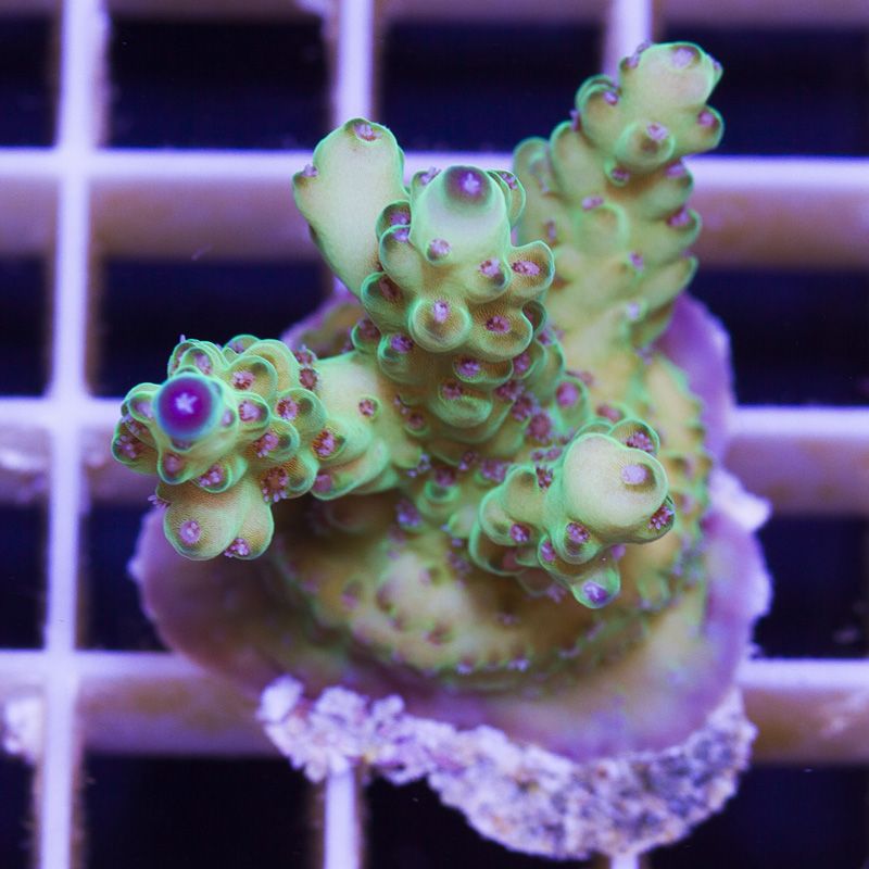 acropupdate155b - Sticks and Shrooms from Cherry Corals!