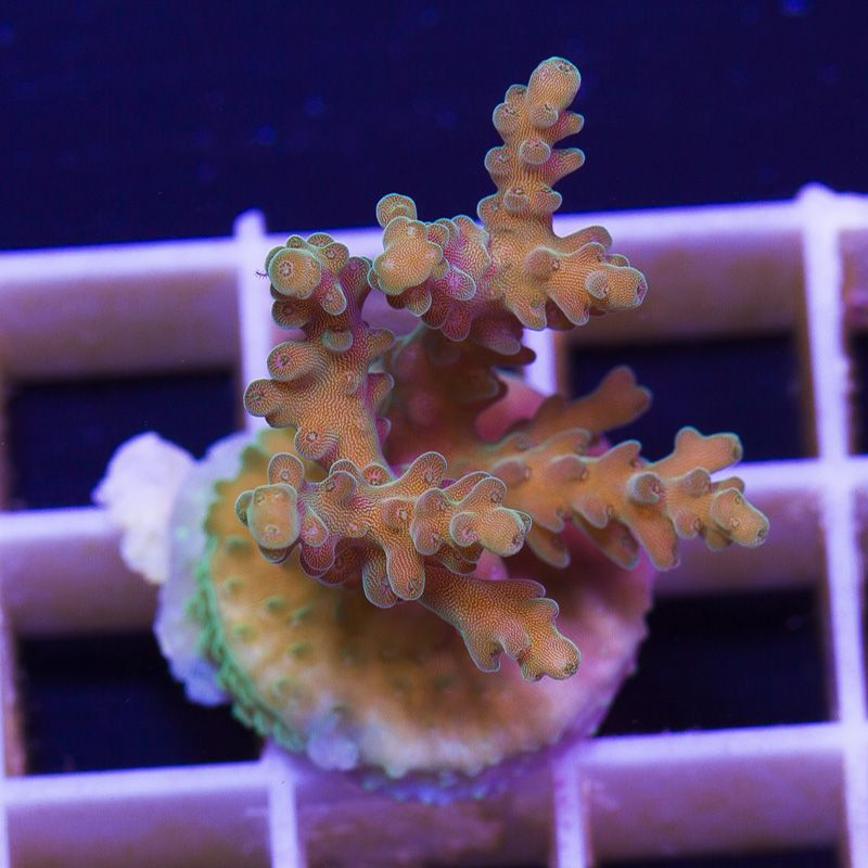 acropupdate163b - Sticks and Shrooms from Cherry Corals!