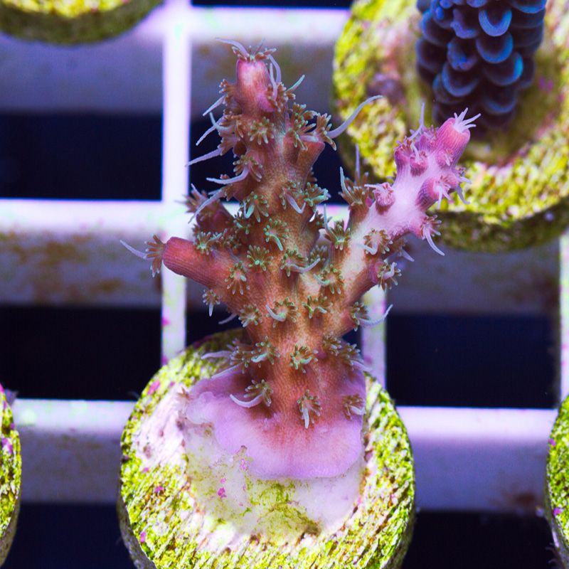bh98907original - Cherry Corals Stick Update!