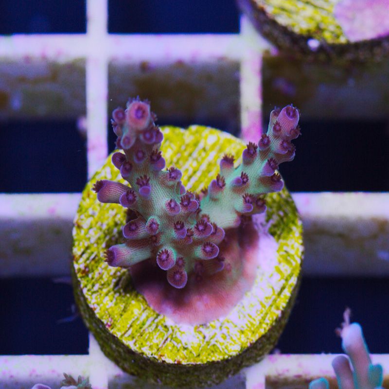 bh98924original - Cherry Corals Stick Update!