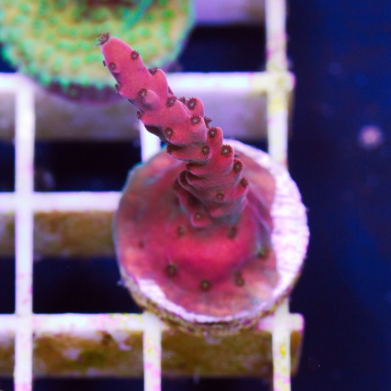 bh98931original - Cherry Corals Stick Update!