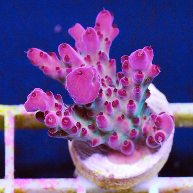 bh98936original - Cherry Corals Stick Update!