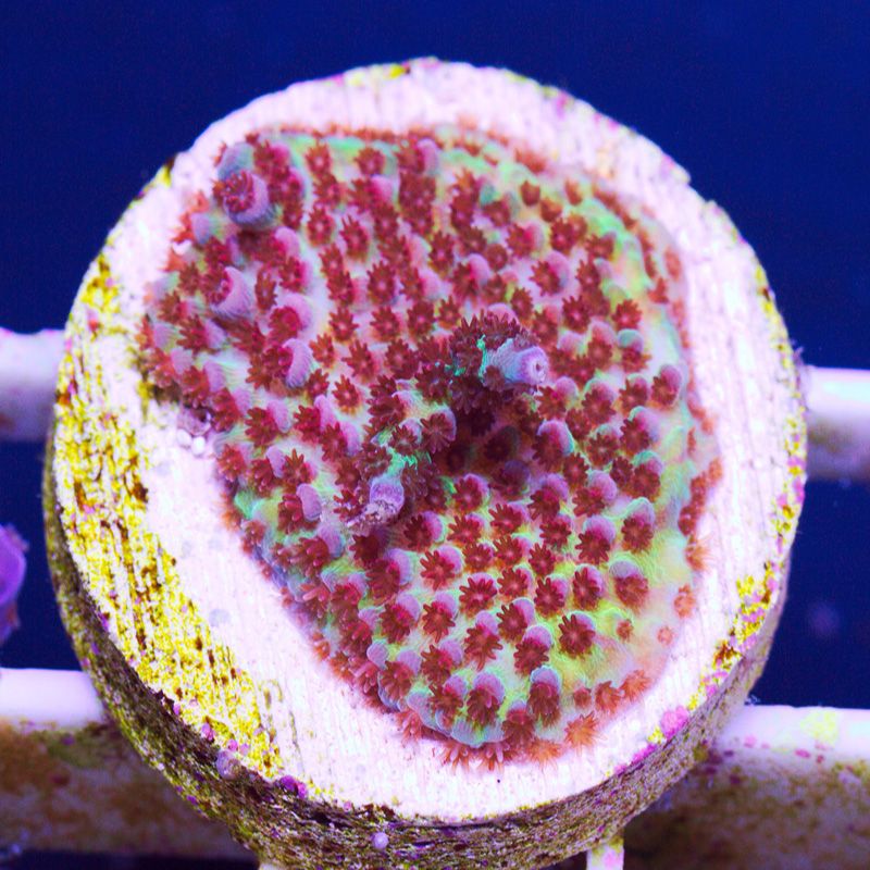 bh98942original - Cherry Corals Stick Update!