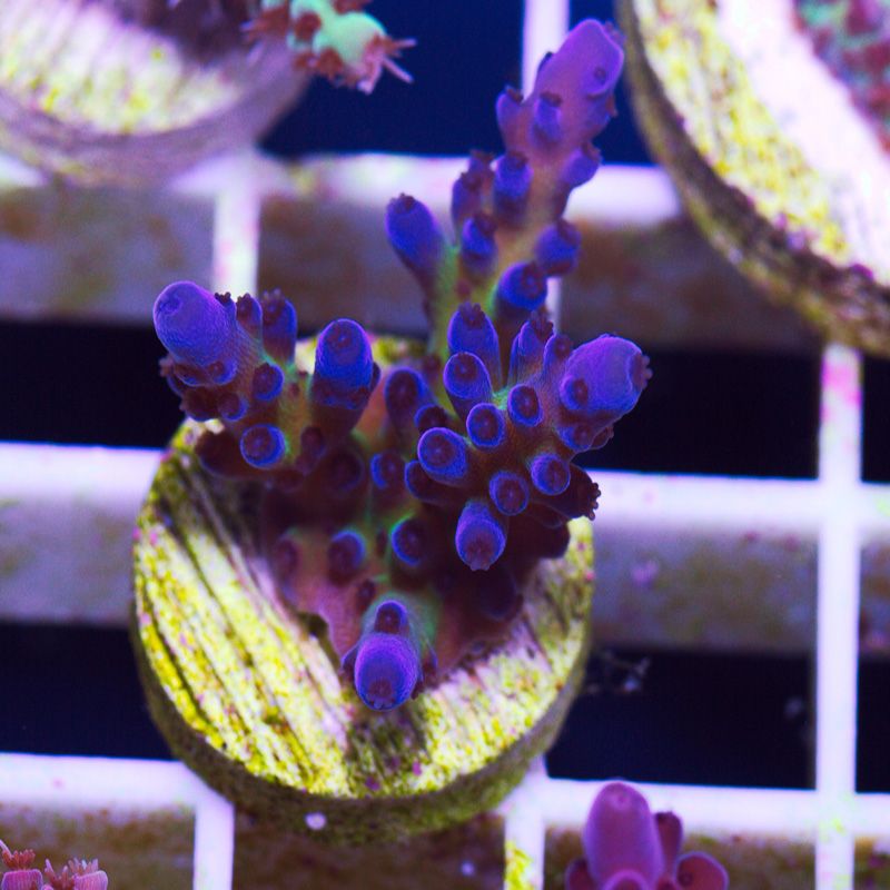bh98943original - Cherry Corals Stick Update!
