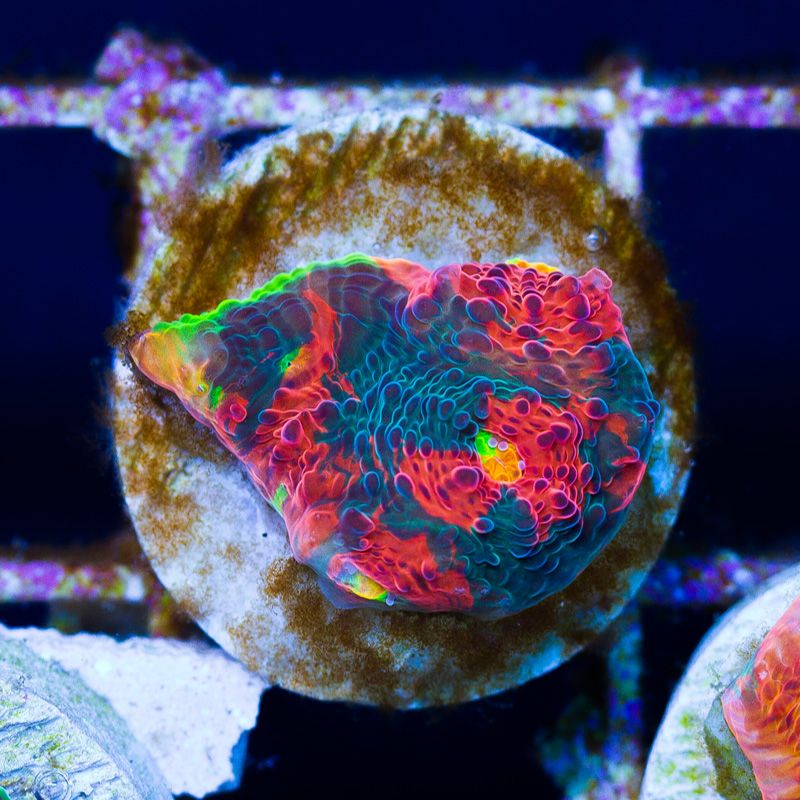 newcoral1005b - Likes to Party Leptastrea and a Mini Update!!