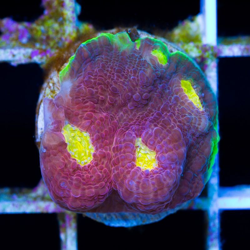 newcoral1007b - Likes to Party Leptastrea and a Mini Update!!