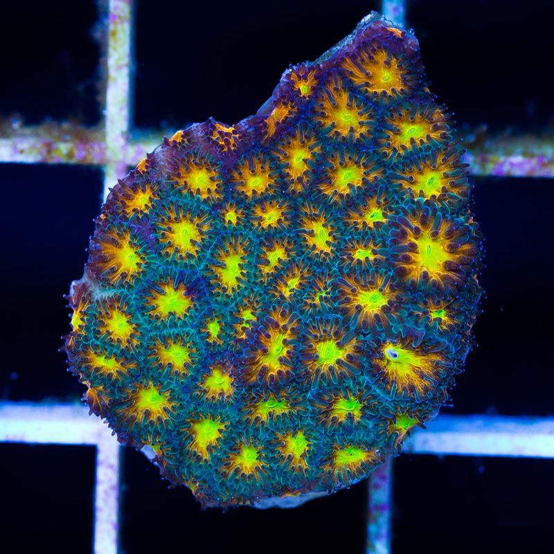newcoral1013b - Likes to Party Leptastrea and a Mini Update!!