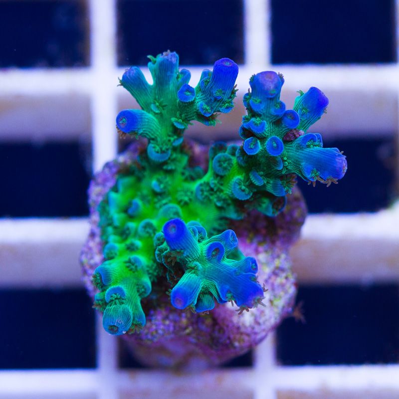 newcoral1019b - Likes to Party Leptastrea and a Mini Update!!
