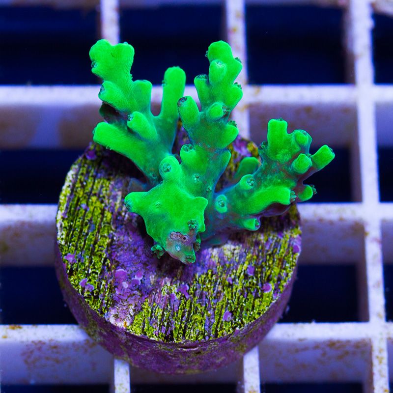 newcoral1021b - Likes to Party Leptastrea and a Mini Update!!