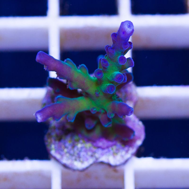 newcoral1023b - Likes to Party Leptastrea and a Mini Update!!