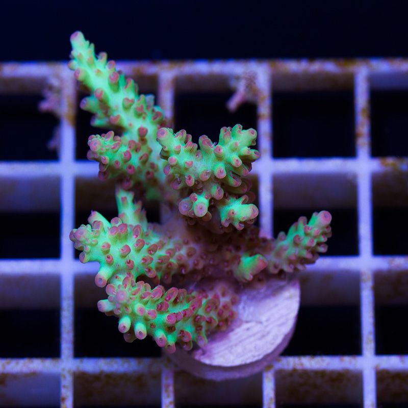newcoral1028b - Likes to Party Leptastrea and a Mini Update!!