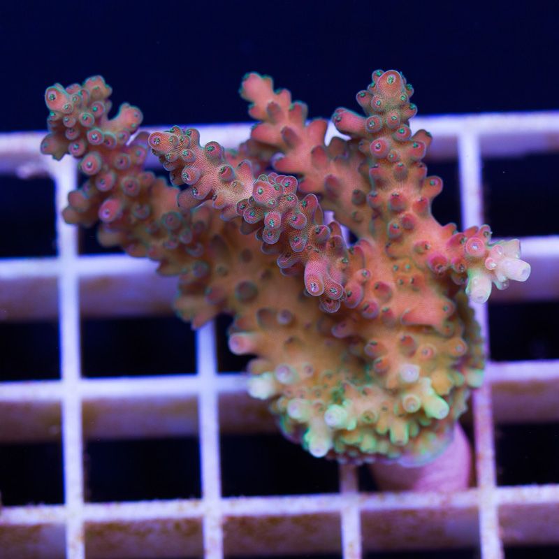 newcoral1032b - Likes to Party Leptastrea and a Mini Update!!