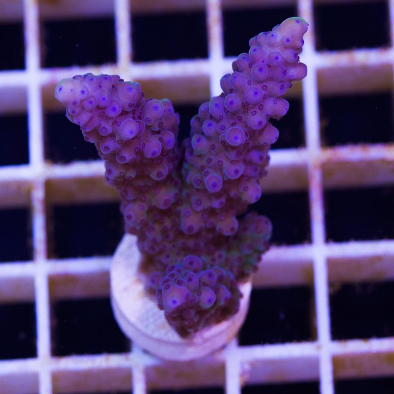 newcoral1033b - Likes to Party Leptastrea and a Mini Update!!