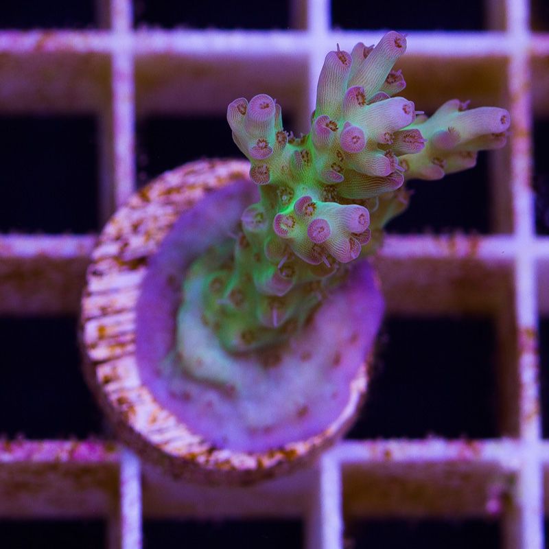 newcoral1036b - Likes to Party Leptastrea and a Mini Update!!